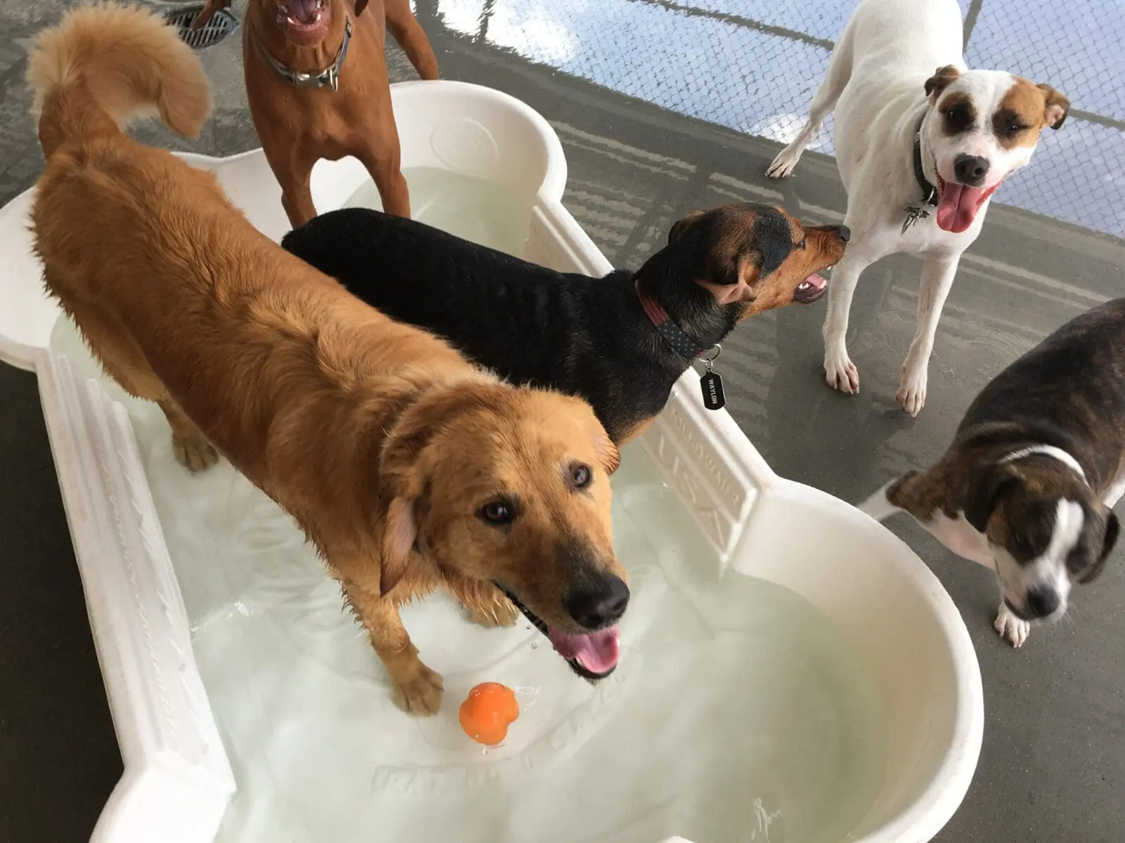 pet enrichment activity pet enrichment activity.