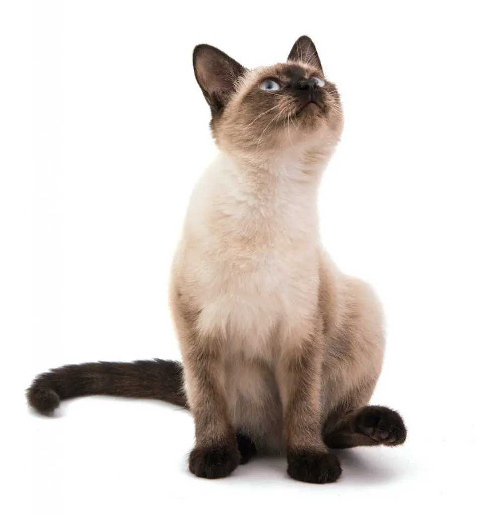 Siamese cat siamese cat