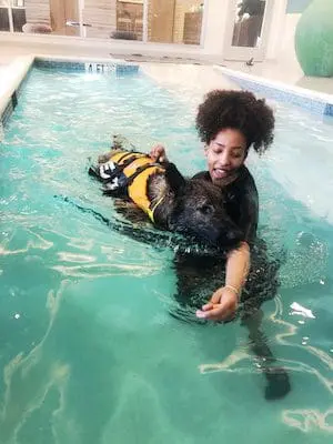 Dog safely swimming while supervised as an enrichment activity
