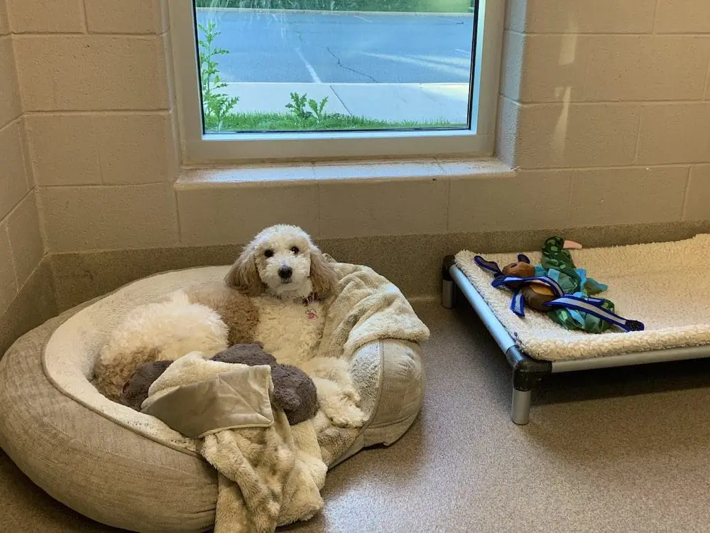 Dog Boarding Md and VA Dog Boarding Md and VA
