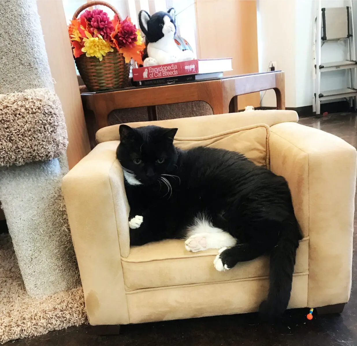 Cat Boarding Md and VA