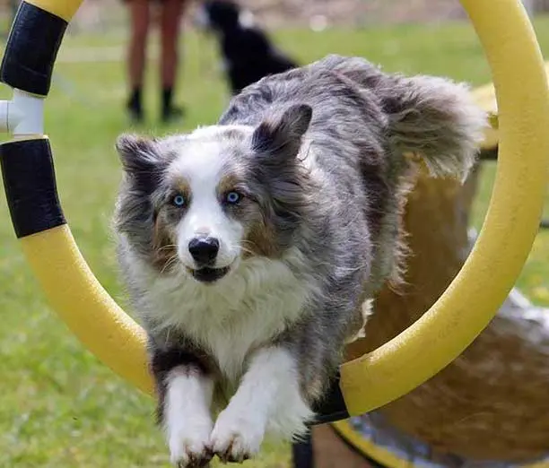 Coming Through agility3