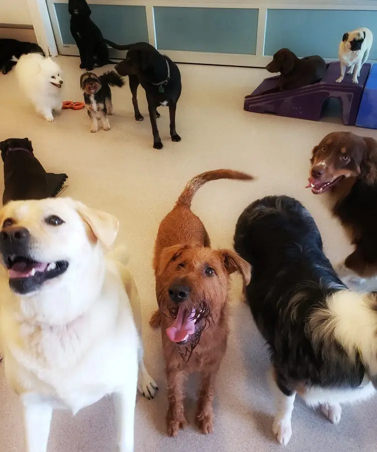 Dog Day Camp Md and VA Dog Day Camp Md and VA