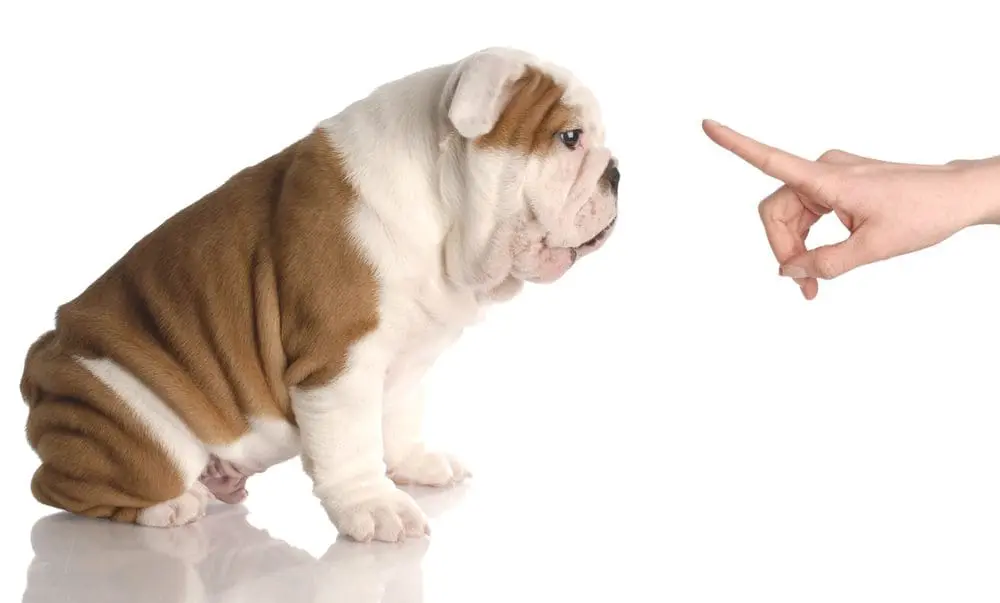 When To Train a Puppy: What Age To Start & How To Set Them Up for Success 1 person with their finger up-close to the dog's face