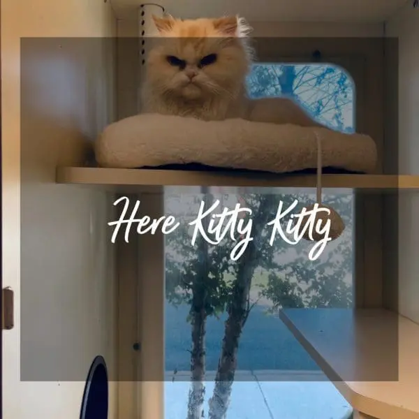 cat relaxing on cat bed