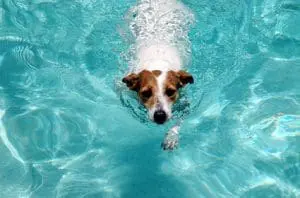 Olde Towne Pet Resorts 51 dog swimming pool DT 425km071411