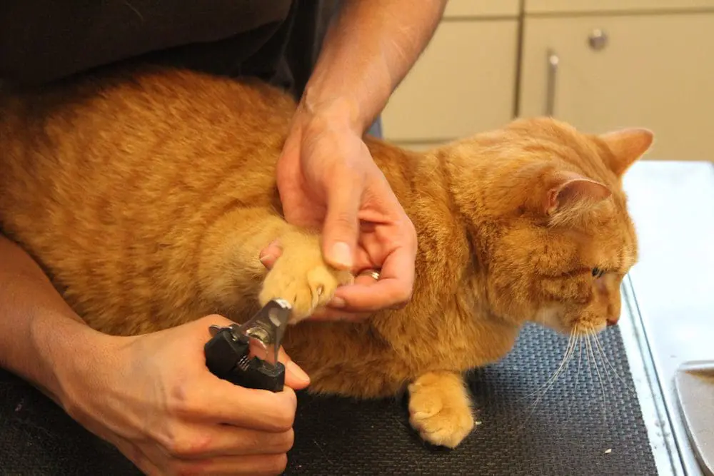 Cat grooming