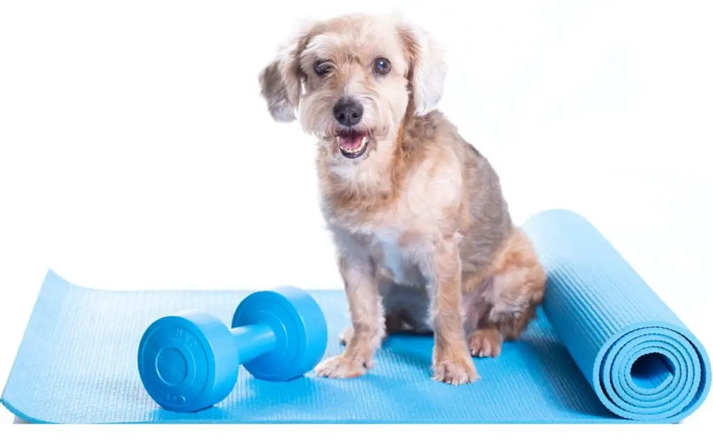 DogResortActivities Dog Training Olde Towne Pet Resort