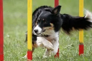 Dog Training Olde Towne Pet Resort Dog Training Olde Towne Pet Resort