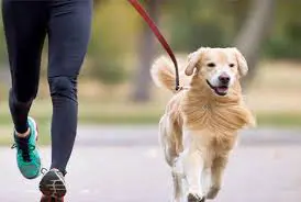 Dog Boarding Dog Boarding