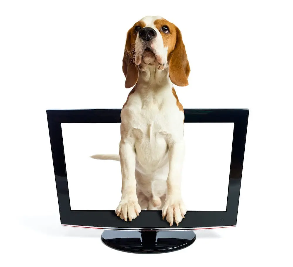dog boarding with cameras