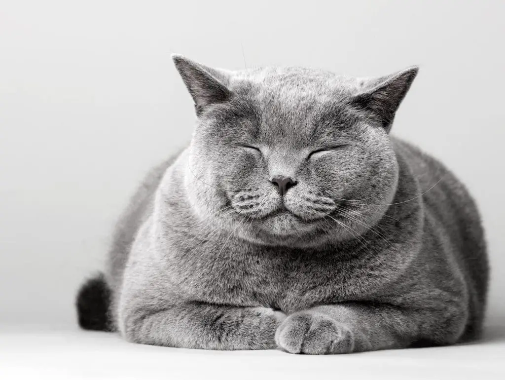 Sleepy smiling cat laying on the floor. cat