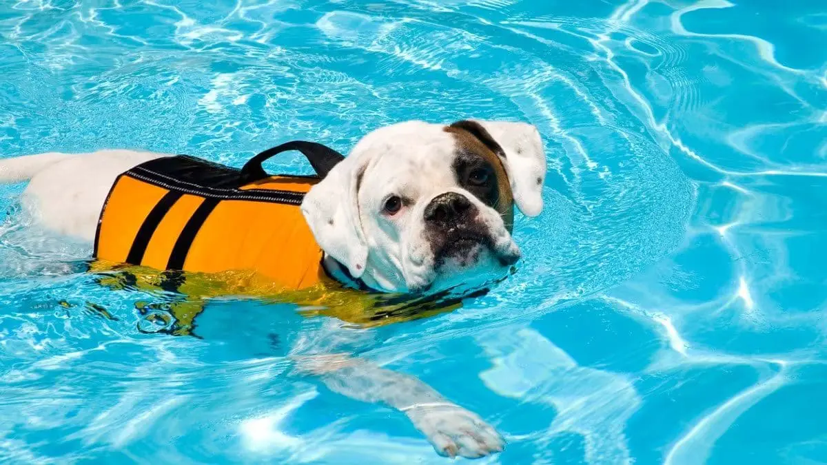 Let's Dive In: The Benefits Of A Doggie Swim 4 how to teach a dog to swim HERO
