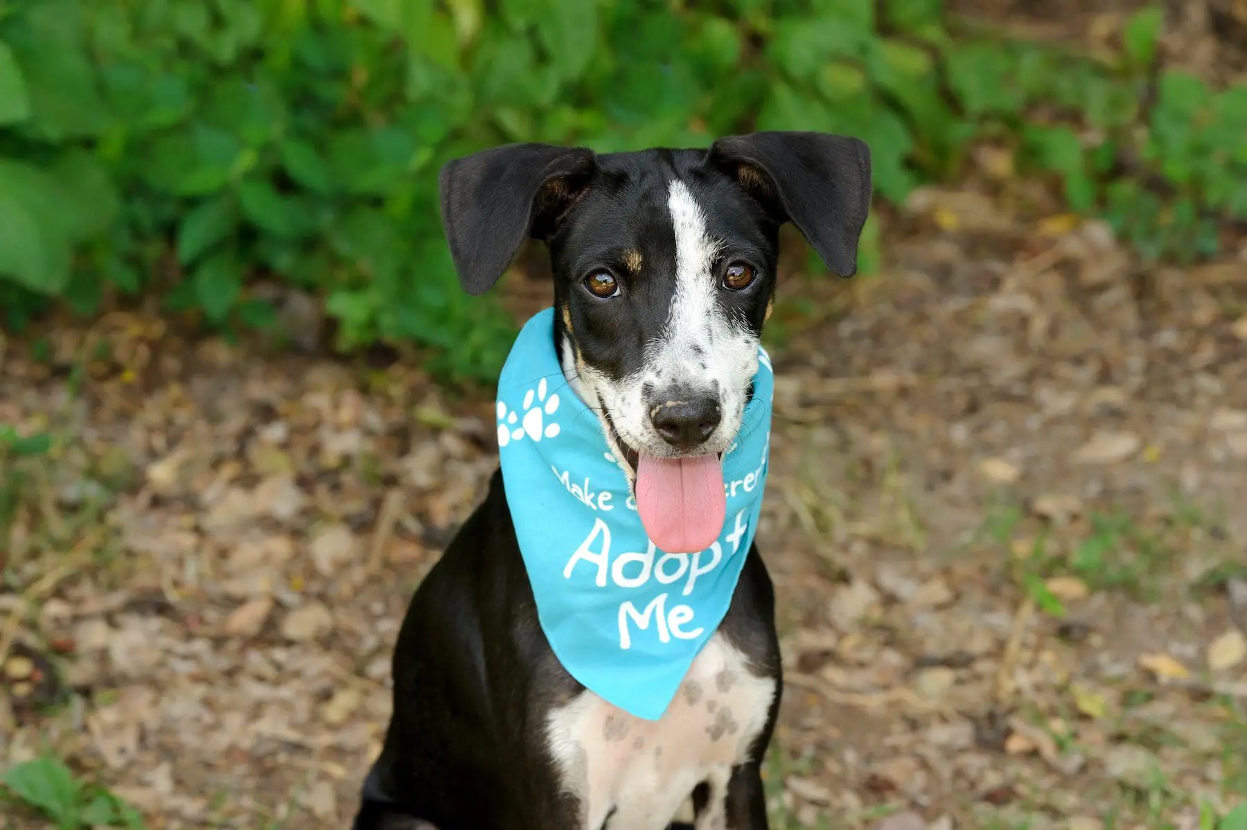 Dog up for Adoption Dog up for Adoption