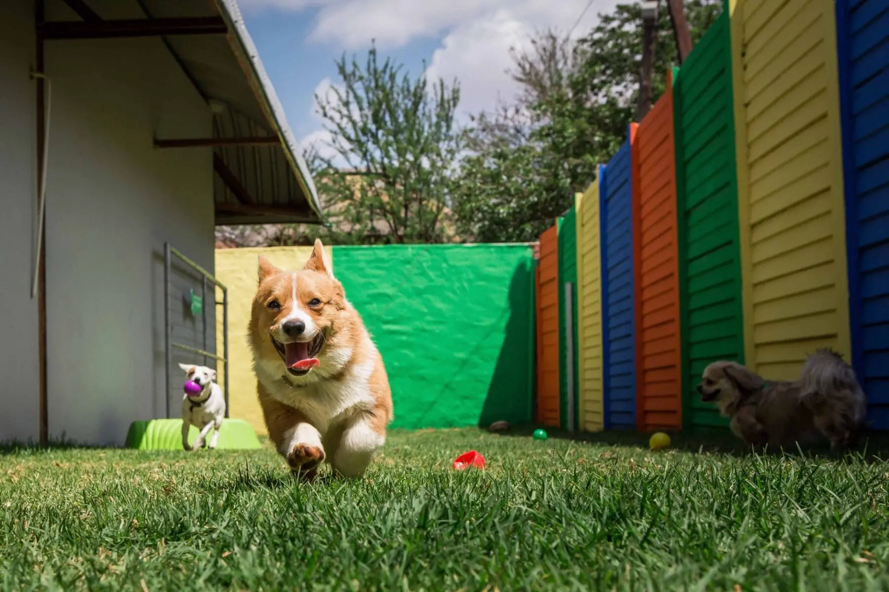 Active Dog Guide: How to Keep Your Dog Active & Mentally Stimulated 1 Doggie day camp