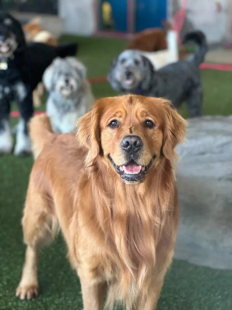 Dogs at Olde Towne Pet Resort looking happy