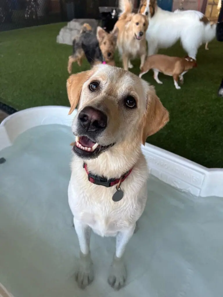 Dog looking into camera at Olde Towne Pet Resort