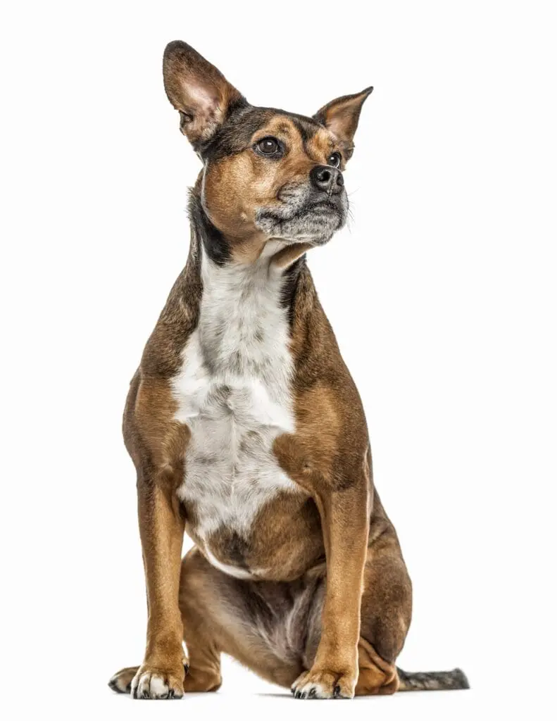 crossbreed dog isolated on white 2024 09 26 18 27 59 utc
