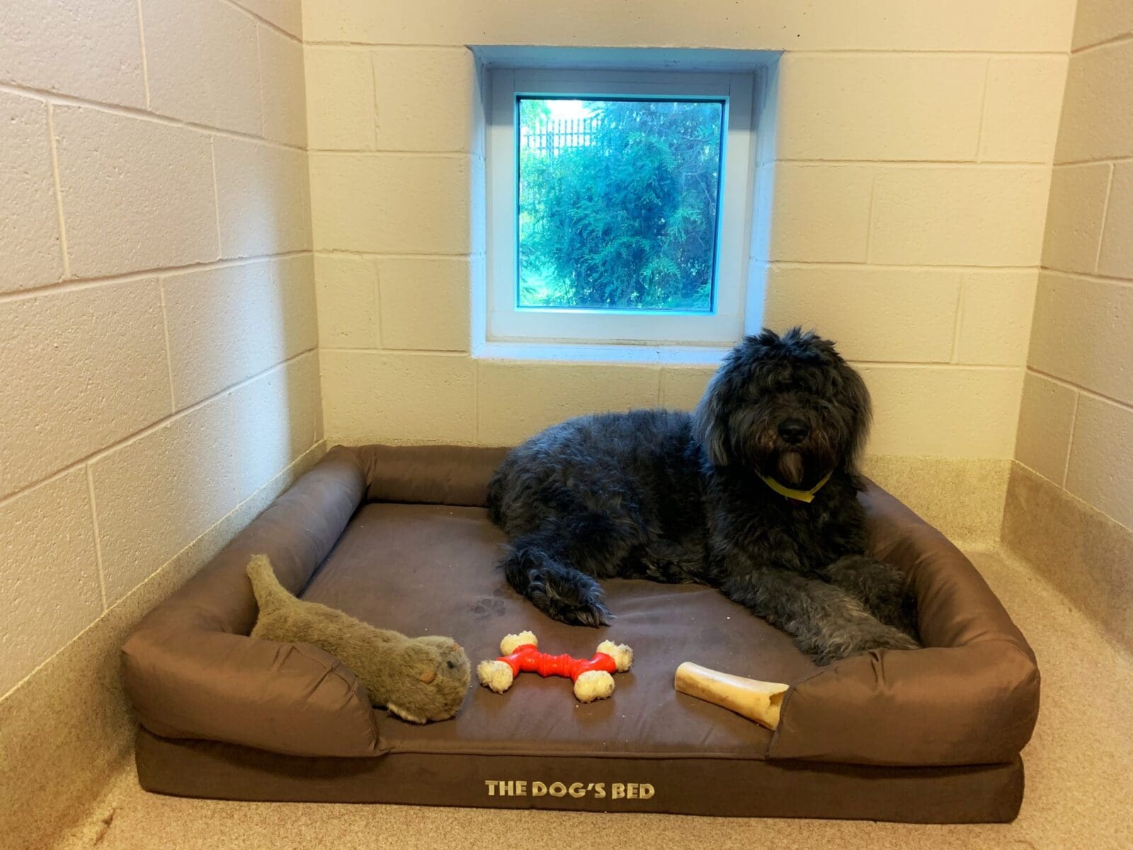 Interesting Info About Dog Boarding Alexandria Va