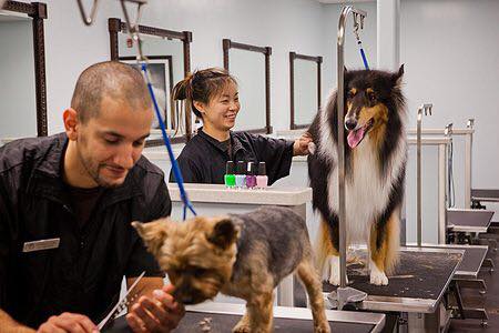 Dogs being groomed at Olde Towne Pet Resort