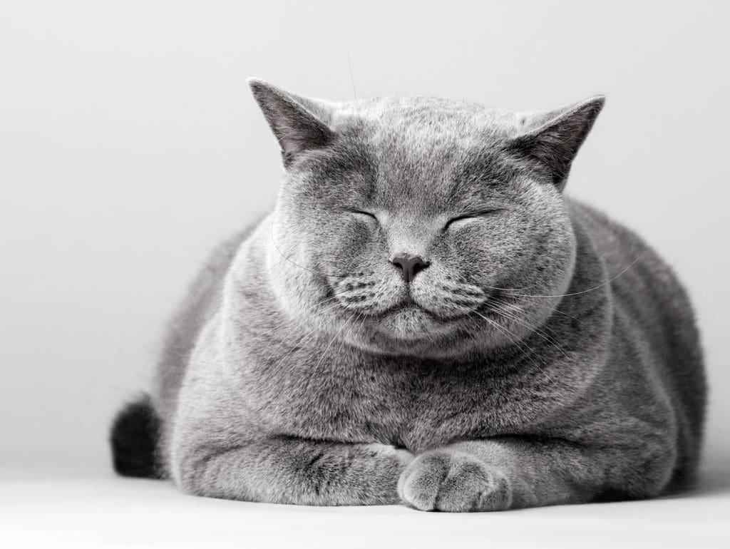 Sleepy smiling cat laying on the floor. cat