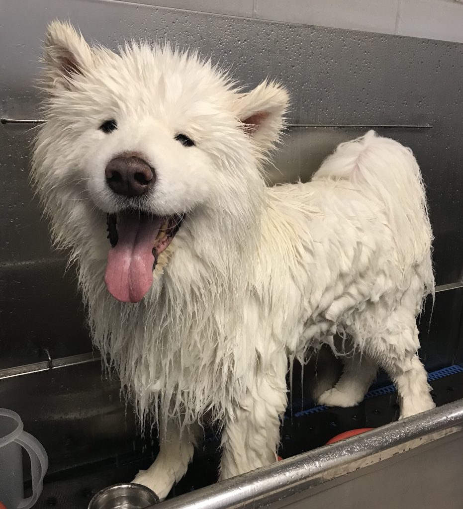 Dog Grooming spa bath