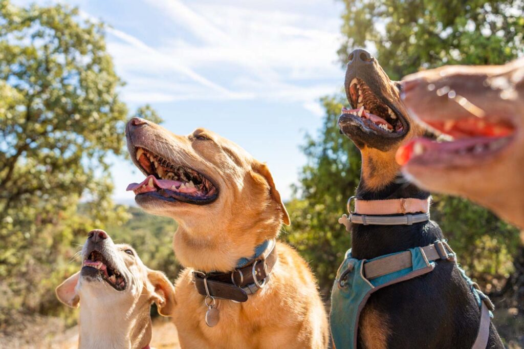 dogs-of-different-breeds-looking-up-to-same-direct-2025-02-15-20-00-41-utc Large Training
