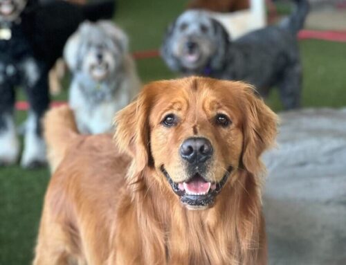 How Much Does Dog Daycare Cost?