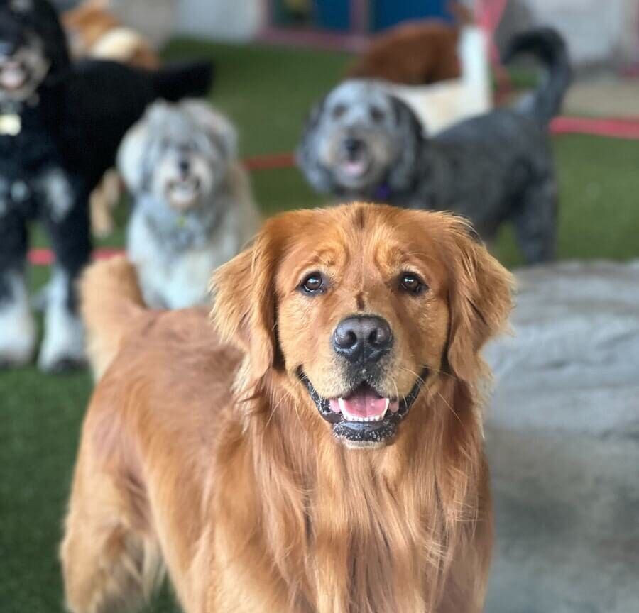 a bunch of dogs at olde towne pet resort