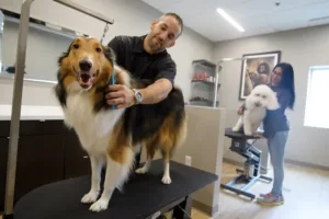 Dog being groomed at Olde Towne Pet Resort