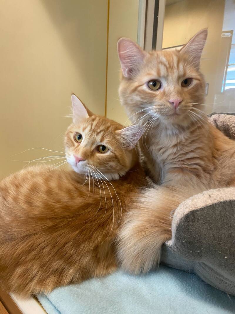 cats staying at olde towne pet resort