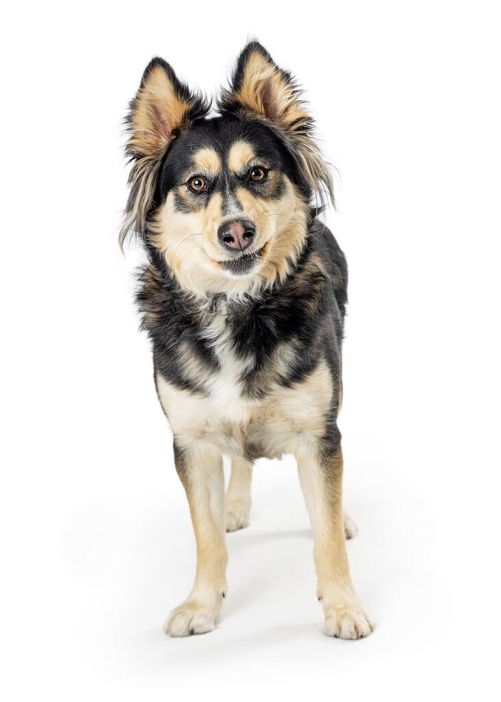 Large Crossbreed Dog With Funny Expression Large Crossbreed Dog With Funny Expression