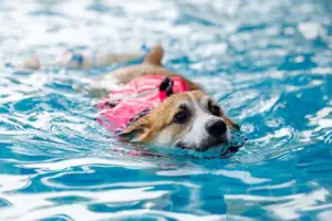 dog swimming in an indoor pool